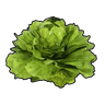 生菜
