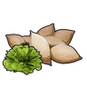 生菜种子