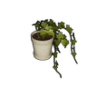 盆栽观赏植物