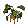 观赏植物